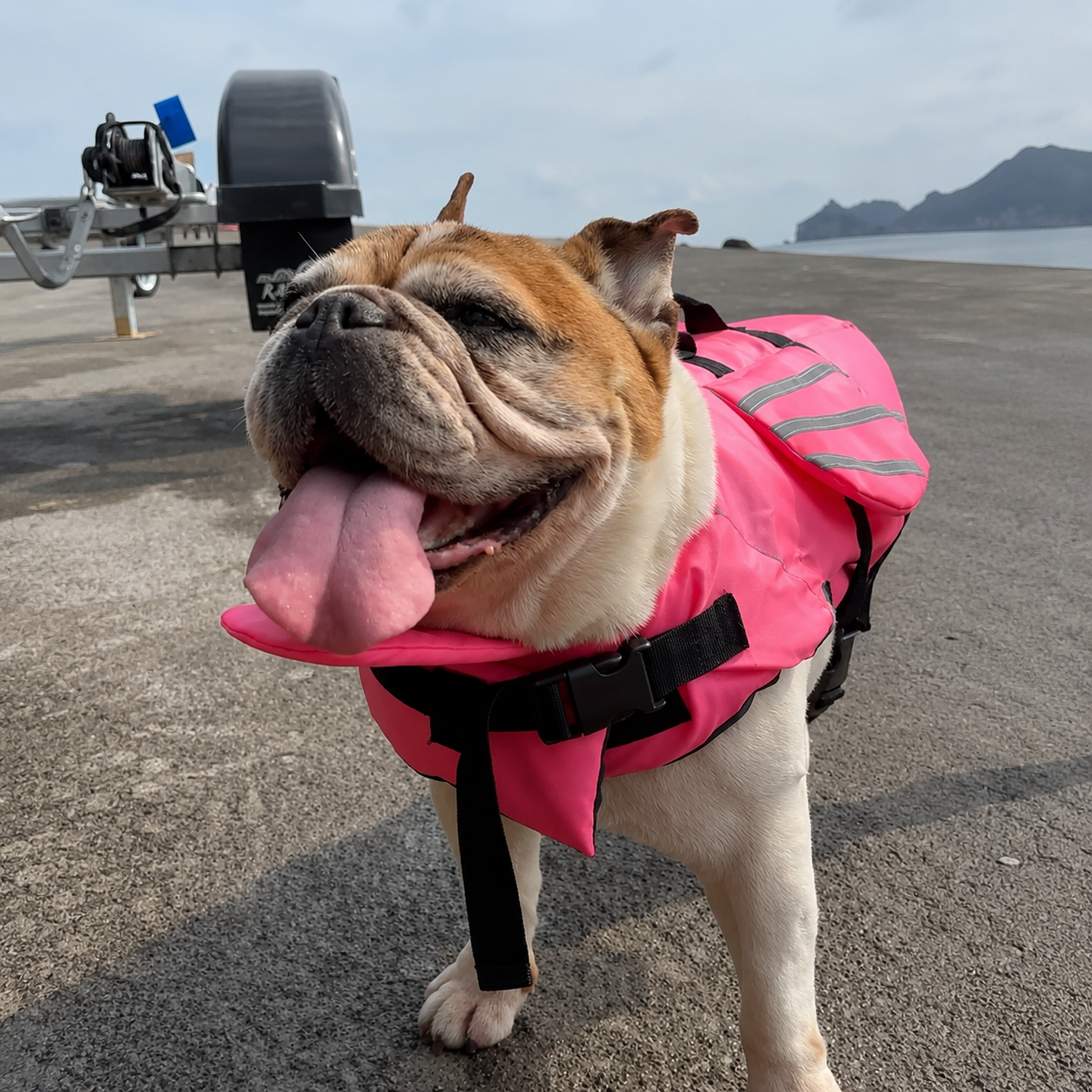 Chaleco AquaPet